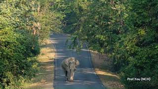 พลายด้วน สปก.แห่ง อช.เขาใหญ่_Wild elephants of Khao Yai National Park