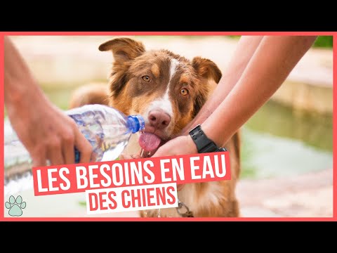 Vidéo: Quantité moyenne quotidienne d'eau qu'un chien devrait boire