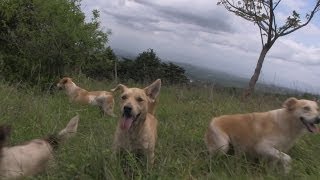 Video thumbnail of "Los Waldners en Territorio de Zaguates"