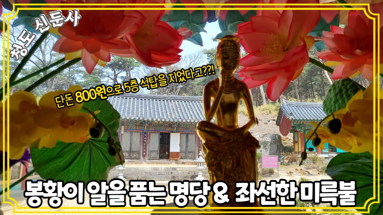 [청도-신둔사]금송 불의의 사고 당하기 전 마지막 영상!! 봉황이 알을 품은 명당자리~청도 신둔사