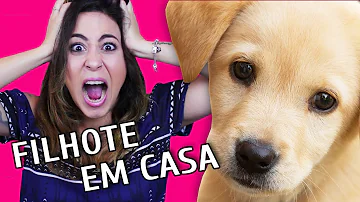 O que fazer nos primeiros dias do cachorro em casa?