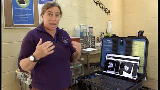 Equine Dental Care, and Why It's Important
