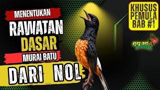 JANGAN ASAL RAWAT ‼️  Ini Cara Tepat Seting Harian Murai Batu Bahan
