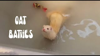 How I Bathe My Ferrets (*hint* you don't need to)