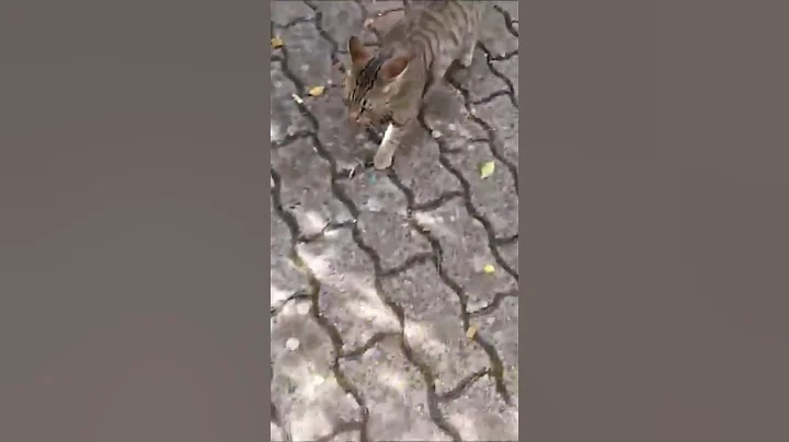 Watch the video about This stray cat is incredible. Meowing so loudly. #cute #sweet #cat #funny #stray #hungry #meowing