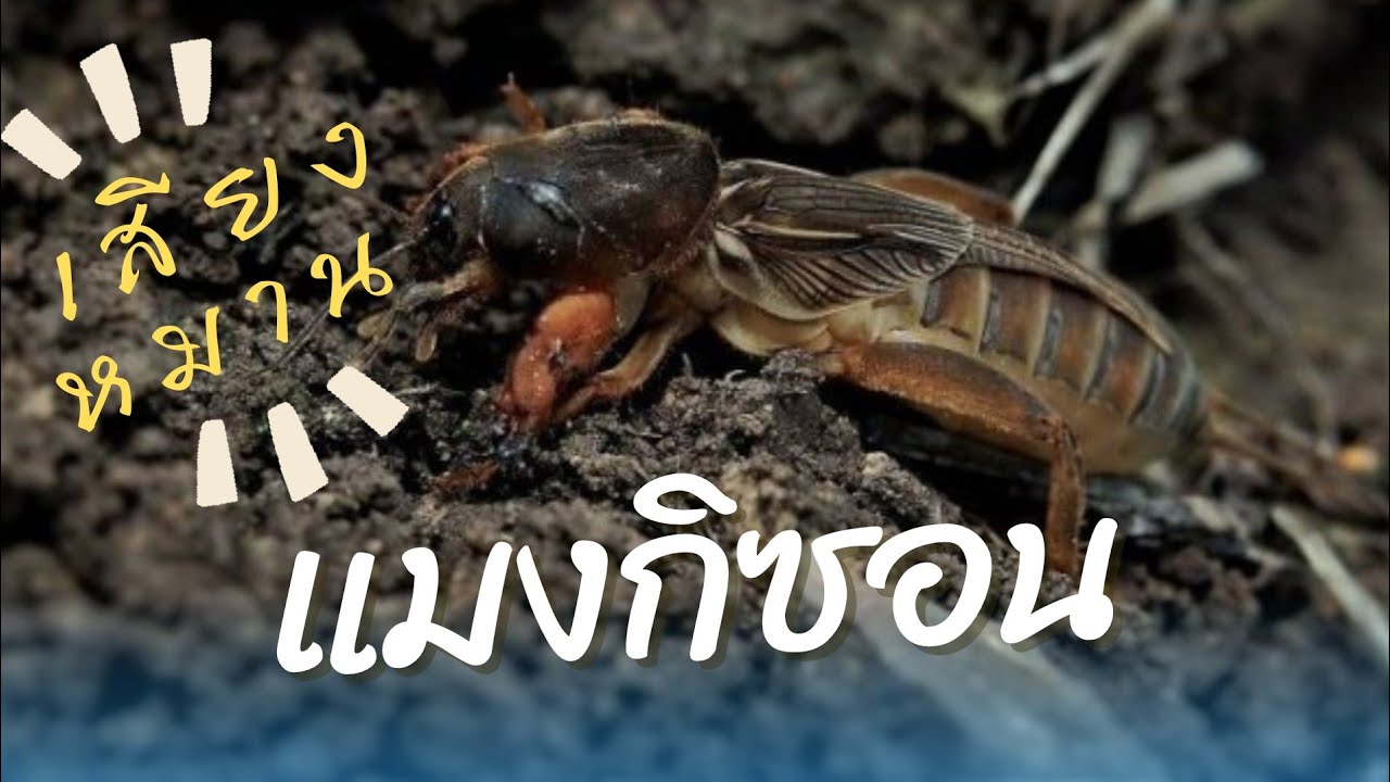 เสียงแมงซอน เสียงล่อแมงจีซอน สำหรับล่อโดยเฉพาะ 2ทุ่มเต็มกะละมัง แน่นอน100%