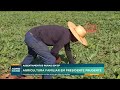 Agricultura familiar se destaca em Presidente Prudente | Agro Band