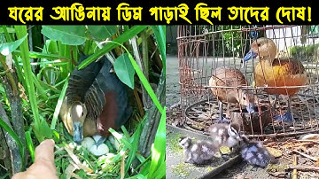 বালিহাঁসের এতিম ছানাগুলোর জীবন কাহিনী |Bird Story-166| The Life Story of Lesser Whistling Duck|Ep:05