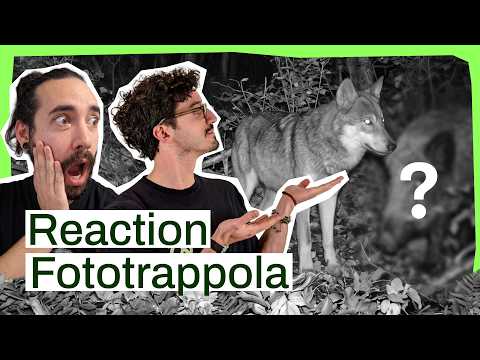 Reaction sfida fototrappola! 🙀