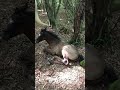 РєРѕРЅСЊ Р РѕС Р РґРё рџђґ Horse Р РѕС Р РґРёРІР РµСЃСѓ РєРѕРЅСЊ Р РѕС Р РґРё рџђґ Horse Р РѕС Р РґРёРІР РµСЃСѓ