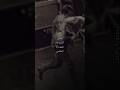 فرقا الاحبه قدر الفنان الكبير ايوب طارش المراره