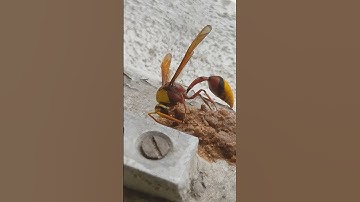 Witnessing the Wonder of Nature: An Indian Potter Wasp Builds a Nest (Up Close!) #wasp | Part 4