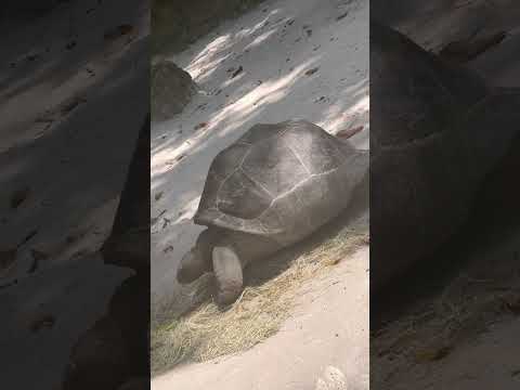 SINGAPORE ZOO ADVENTURE