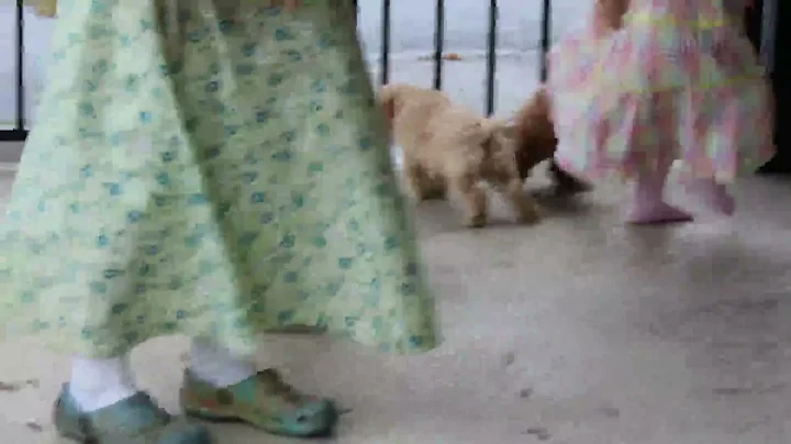 Miniature Poodle Puppies For Sale Joshua & Darla M...