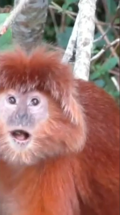 Lutung jawa warna merah #lutung