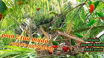 MASUK JEBAKAN SERINDIT TUA MUDA WAKTU MEMIKAT DIATAS DAUN SAWIT SETINGGI KEPALA!! TRAP BIRD