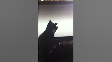 Cat verses loading screen