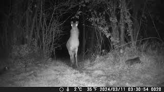 Cerva Anita e cerbiatto Garibaldi, G. annusa la fototrappola