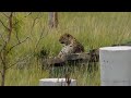 The Wild Animal Sanctuary New Quick Tour Keenesburg, Colorado