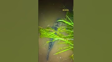 Cá Lớn - gặp Lóc Bông Khủng khi đi soi đêm 😱 #khacthuyvlogg