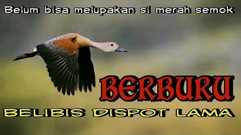 BERBURU BELIBIS,jalur KEMBANG bonus batu || spot lama bersemi kembali