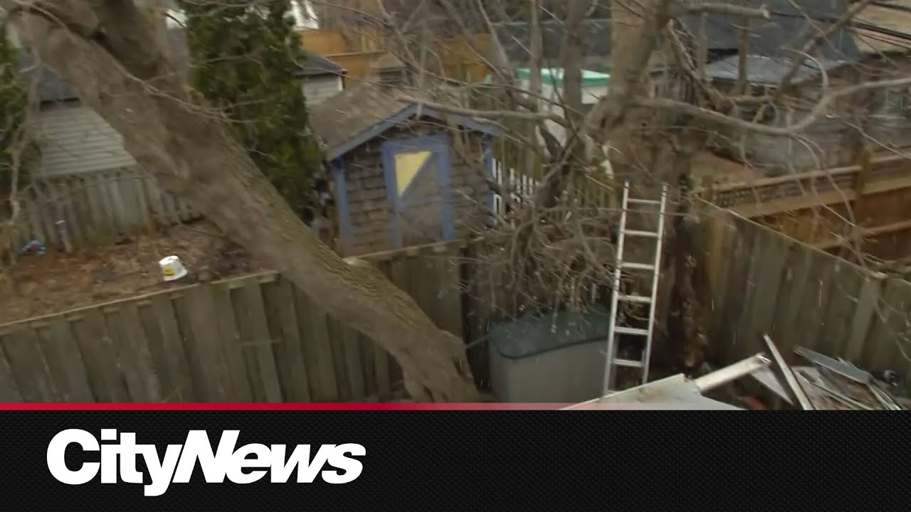 Homeowner says developer tried to cut down tree on his property - YouTube