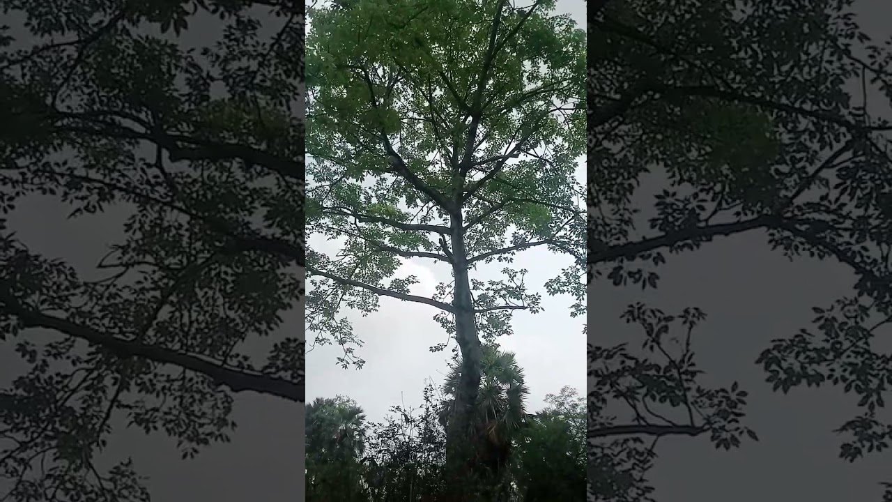 The great Semal tree and it's Ayurvedic uses