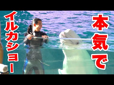 【イルカショー】1日で水族館のショーイベントを完成させることはできるか!?【帰ってきた】