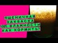 Пшеничная закваска для хлеба: как кормить и сделать ее вечной? [100% влажности ]