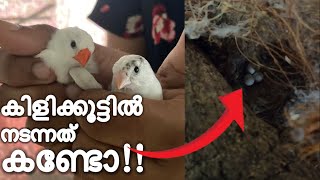 💥 മാസങ്ങൾക്കു ശേഷം കിളിക്കൂട് കണ്ട് ഞെട്ടി!!! | Surprise Inside The Aviary 💥