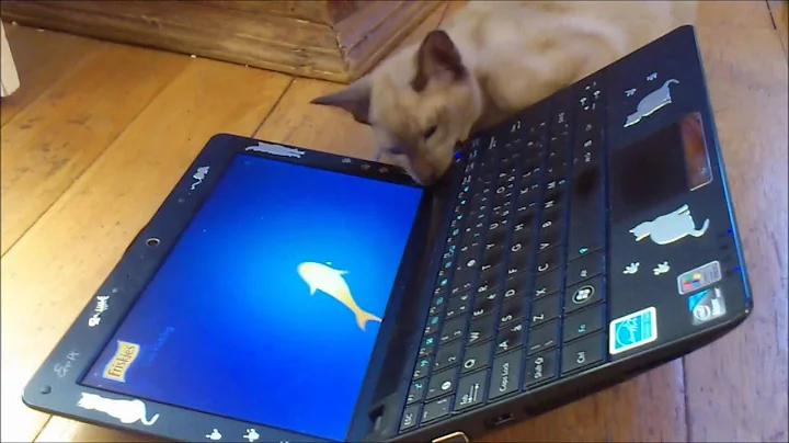 Watch the video about Tonkinese kitten pair play with Cat fishing game from friskies