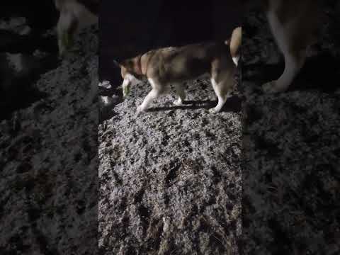 Video: Alaskan Malamute Psi Puppy Pull Trening