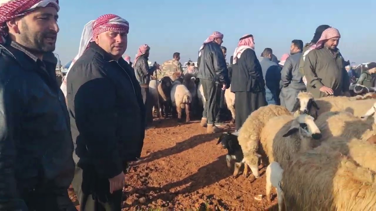 من سوق معرة مصرين يوم الجمعة ٢٠٢٦/٢/٢٠