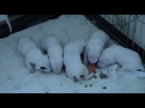 25 Day Old Bull Terriers Eating