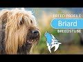 Briard Breed, Temperament & Training の動画、YouTube動画。