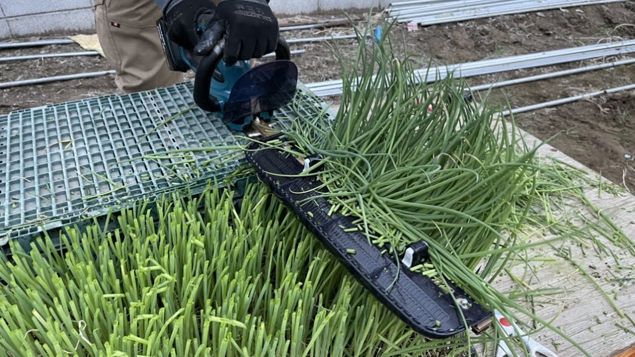 ネギの育て方・大切な葉っぱを丸刈り？病気に強い苗の育て方【実験】21/3/20