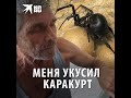 Меня укусил каракурт