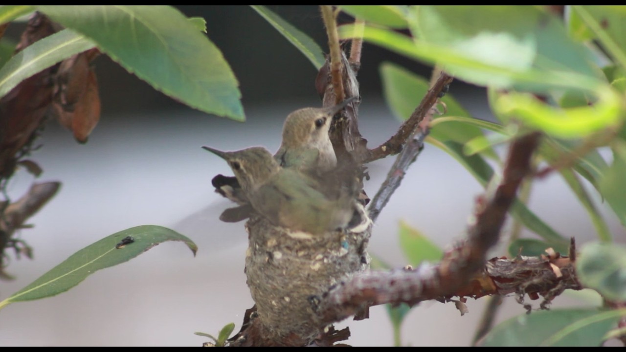 Day 19: Final Days Before Flight | Hummingbird Chicks Almost Leave