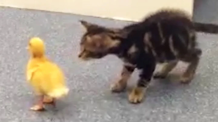 Kittens Do Things For The First Time