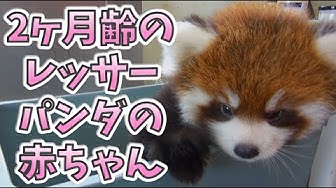 レッサーパンダ Youtube