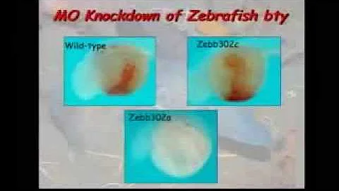 Icefishes of Antarctica: Models for Climate Change and Human Disease