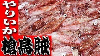 ヤリイカ・ケンサキイカのさばき方(Spear Squid)