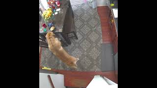 Dog Seizes the Opportunity to Snatch a Bowl of Ramen