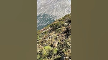 Marmot in Switzerland 🇨🇭❤️⛰️ #switzerland #travel #nature #swissnature #hiking #alps #mountain