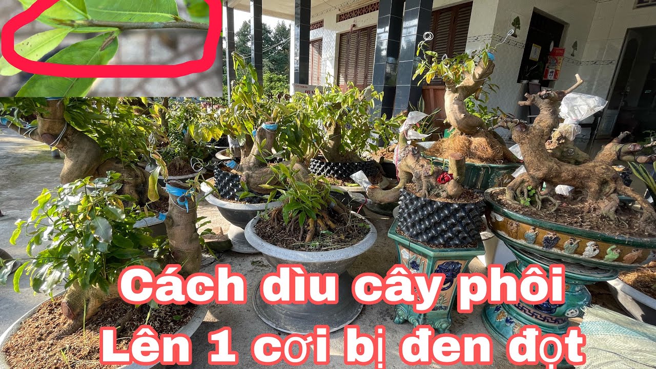 Một số cách dìu cây mai bị đen đọt,đơn giản hiệu quả