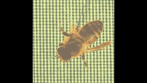 Real Time Texture Synthesis in 1993