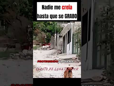 PERRITO PROTEGIA A