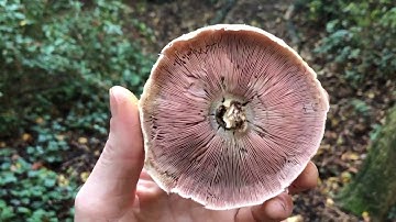 Mushrooms and Fungus - Spore Prints