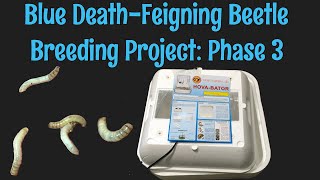 Blue DeathFeigning Beetle Breeding Project: Phase 3 Incubation