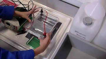 DNA Electrophoresis – loading and running a gel